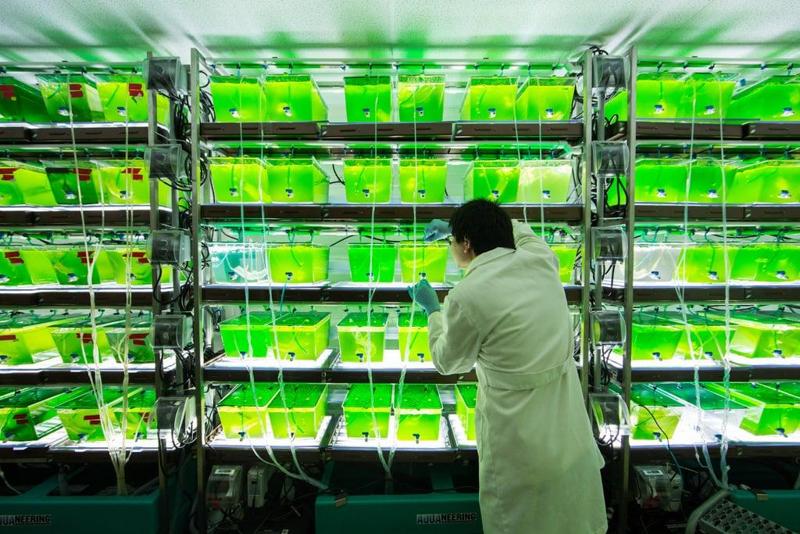 Algae Biofuel Project
