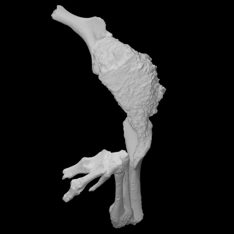 Chilesaurus diegosuarezi. arms