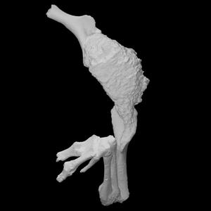 Chilesaurus diegosuarezi. arms