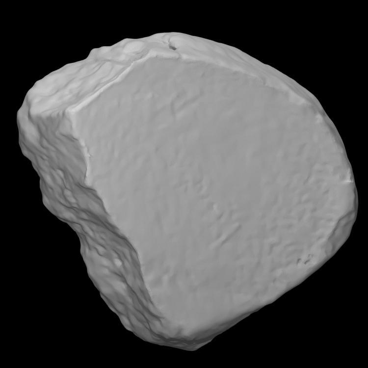 Mastodon Right Navicular