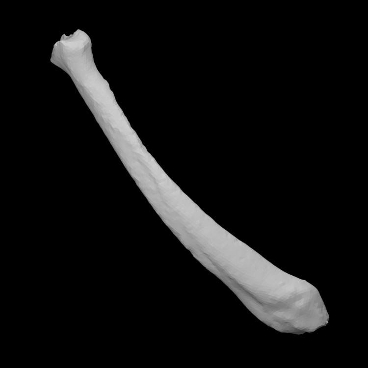 Guinea Pig Right Tibia