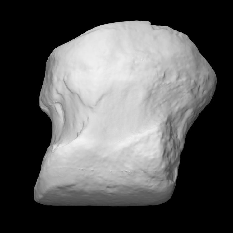 Mastodon Left Front II Phalanx