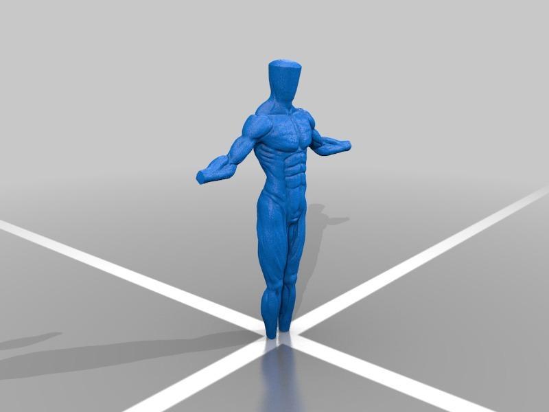Male anatomy 