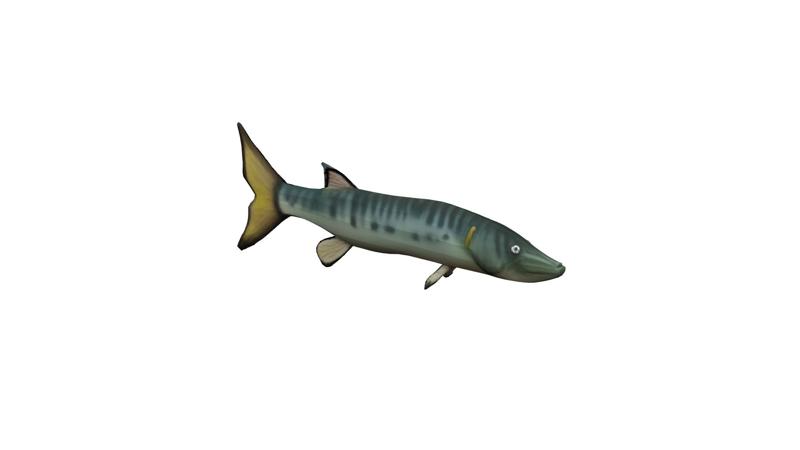 barracuda fisch