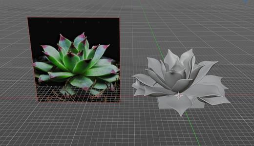 Suculent Plant