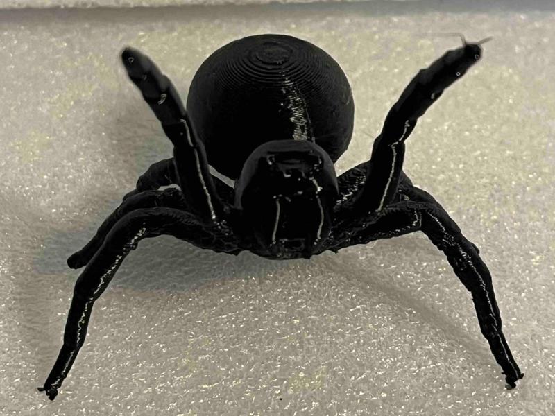 Australian Funnel Web Spider