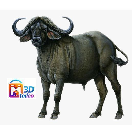 Cape Buffalo cape buffalo