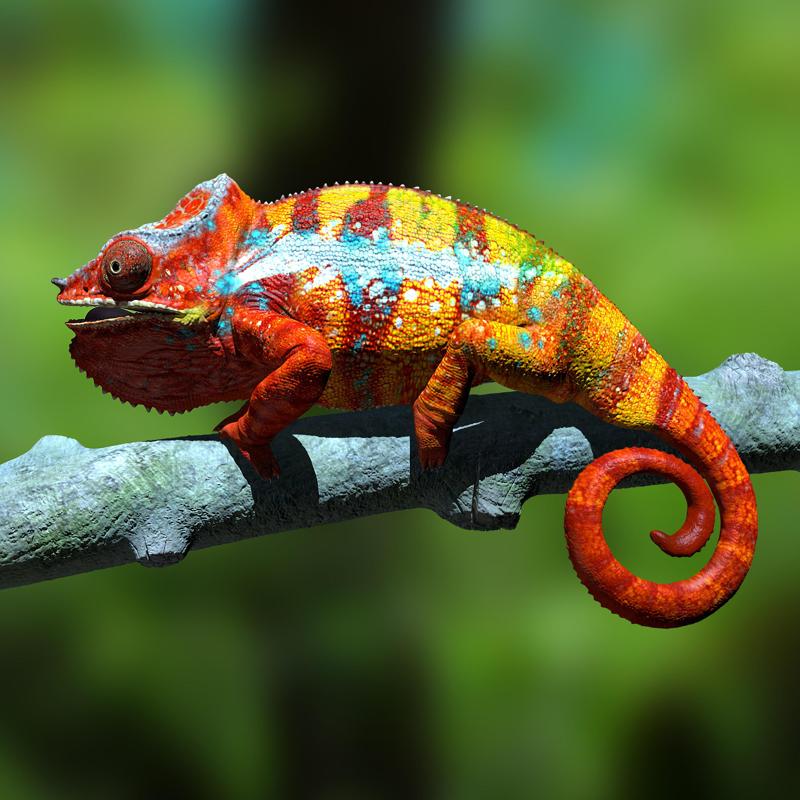 Furcifer pardalis ambanja panther chameleon - on AST - High 3D Print File Full Size Texture Any Scale! High polygon