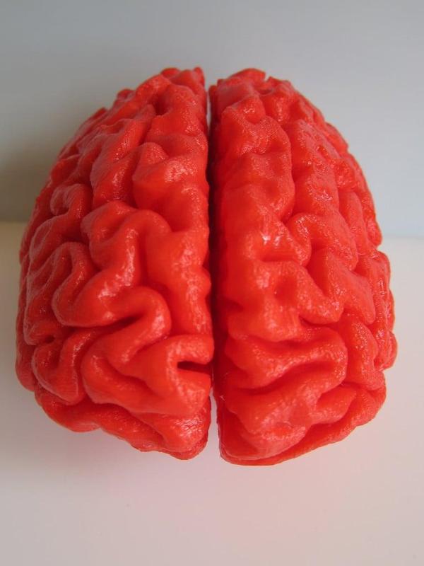 Human Brain, Full Scale