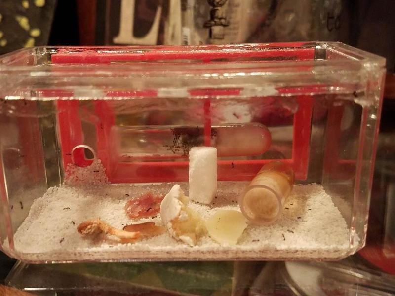 Small Test Tube Formicarium Ant Farm