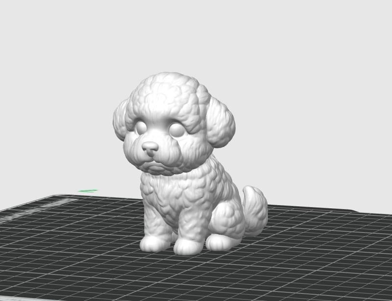 Dog breed Bichon Frise