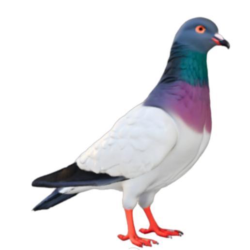 Colorful Pigeon