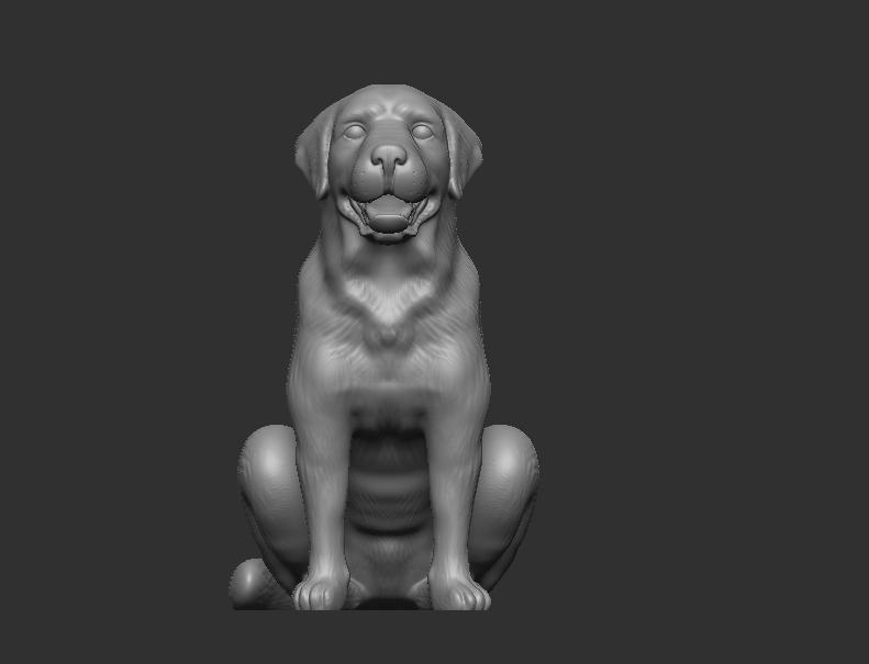 Broholmer / Labrador retriever