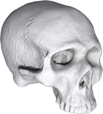 3D Scan of small skull.