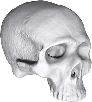 3D Scan of small skull.