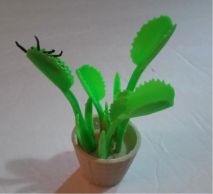 Venus FlyTrap