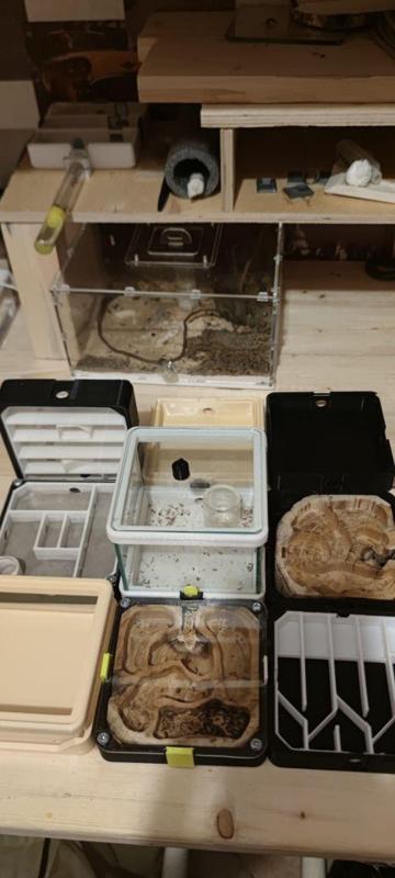 formicarium, house for ants, ant house, ant outpost