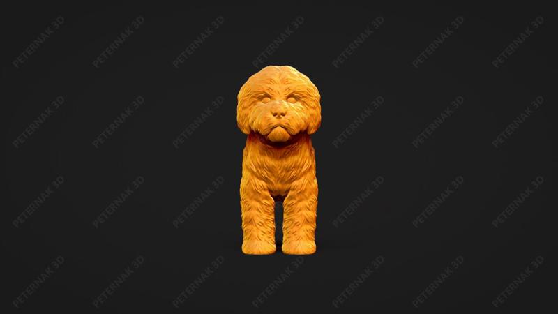 Bolognese Dog 3D Print Model Pose 01