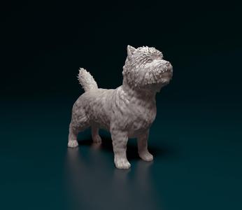 Cairn terrier