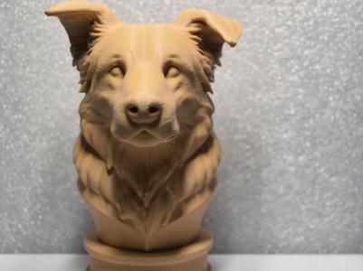 Border Collie bust