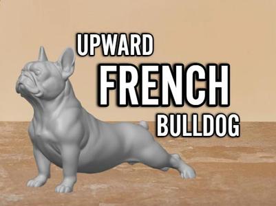 THE UPWARD FRENCH BULLDOG