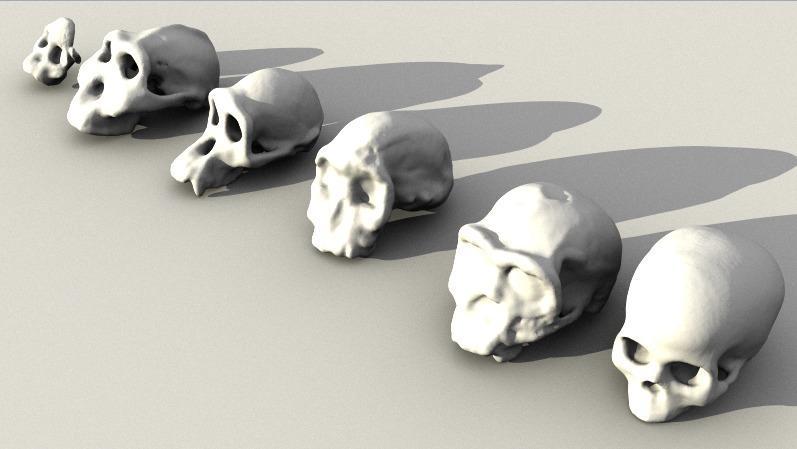 Evolutionary Skulls Set
