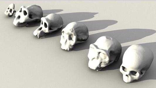 Evolutionary Skulls Set