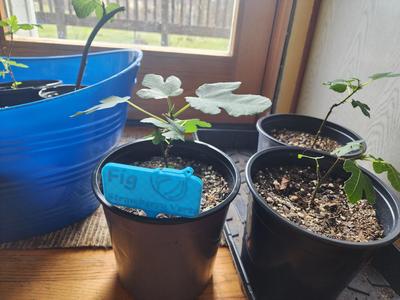 Plant Tags