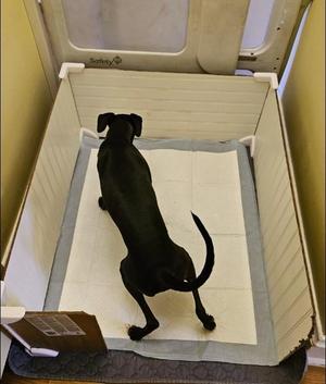 Puppy Potty Training Wall. 