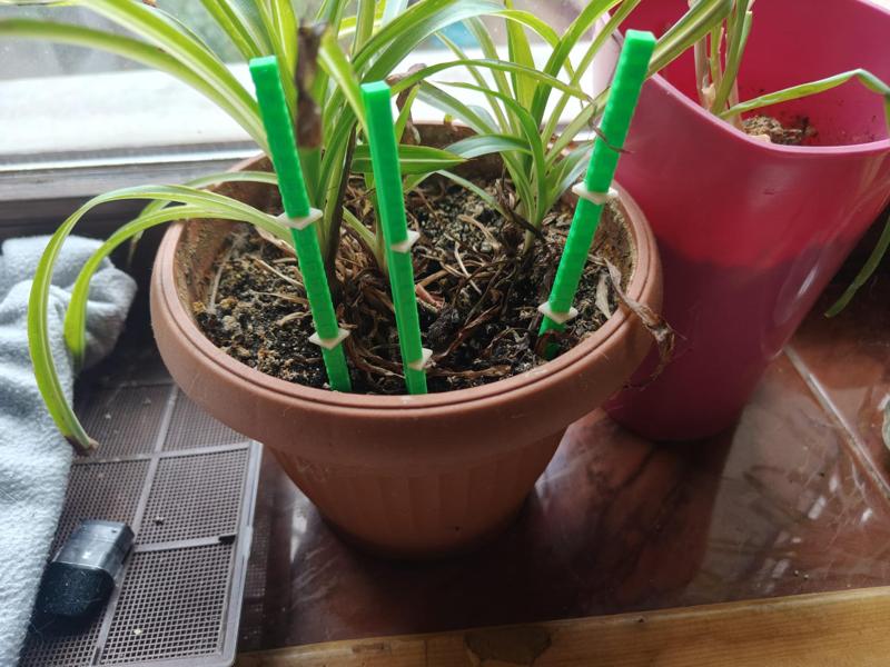 Bamboo from grow a garden Roblox game inspired