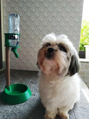 Ultimate Dog Water Fountain