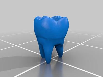 human tooth model (repaired)   