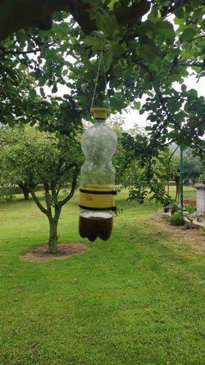 Trampa Avispa Velutina / Asian Wasp Trap