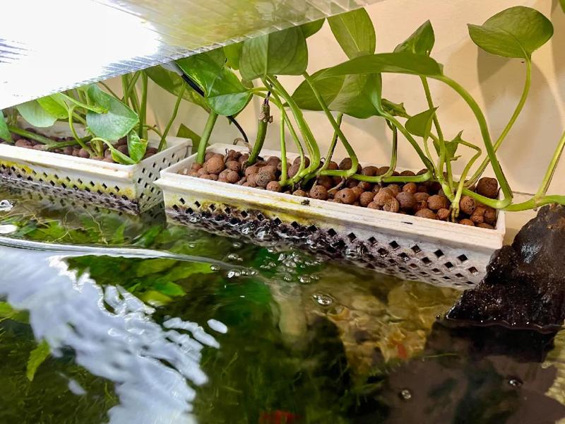 Fish Tank Planter Basket   