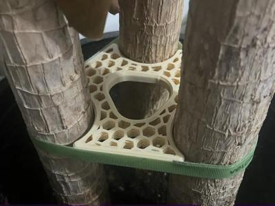 Corn Plant Velcro Brace   