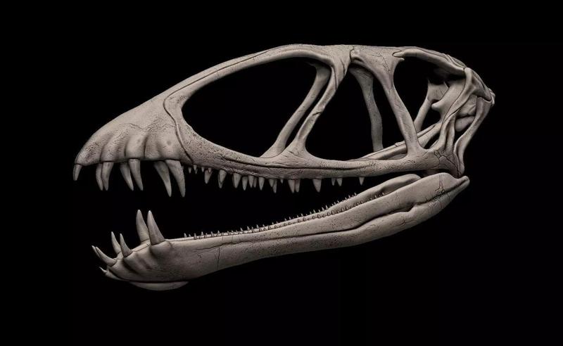 Dimorphodon Skull
