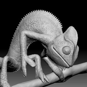 Chameleon 010
