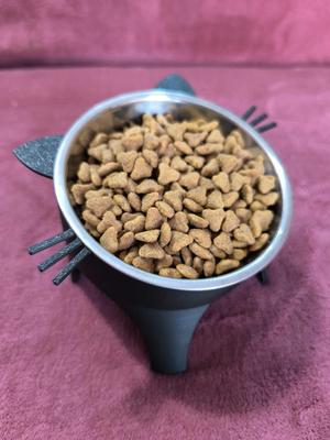 Raised Cat Feeder