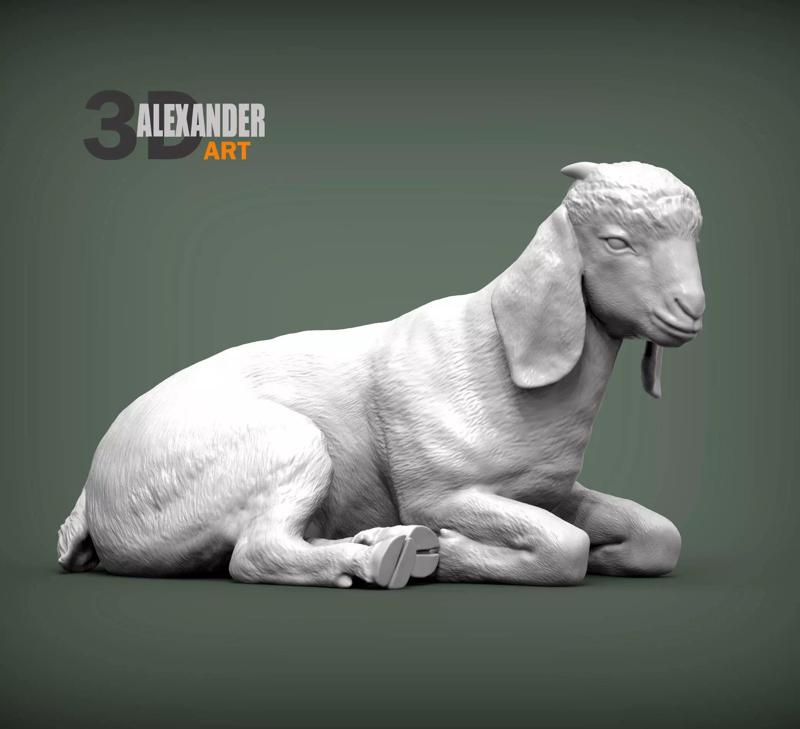 Baby Boer goat lying down