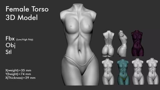 Female Torso 8