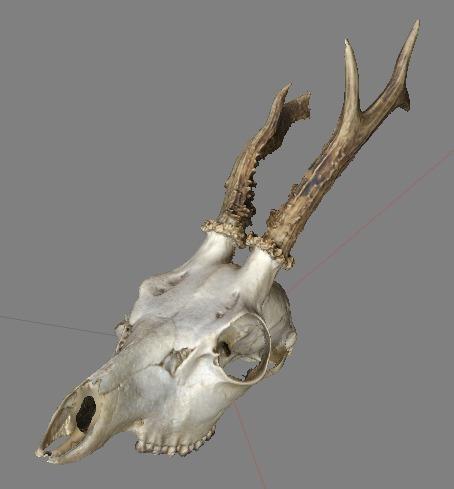 Spike the Deer Skull