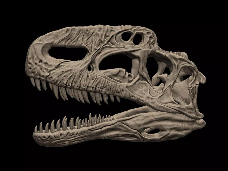 Monolophosaurus Skull