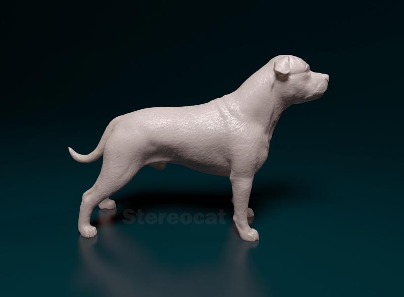 Staffordshire bull terrier