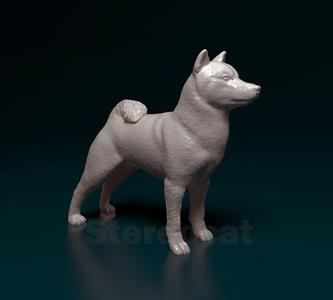 Shiba Inu
