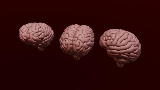 BRAIN DUAL PART ASSEMBLY
