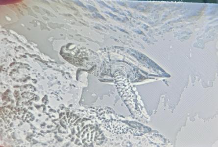Sea Turtle Lithophane