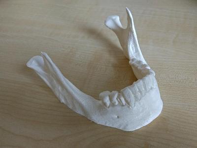 Human Jaw cutted version