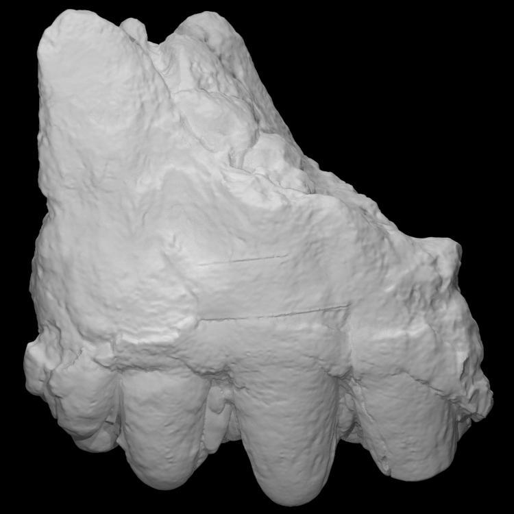USNM V 10875 Cuvieronius molar