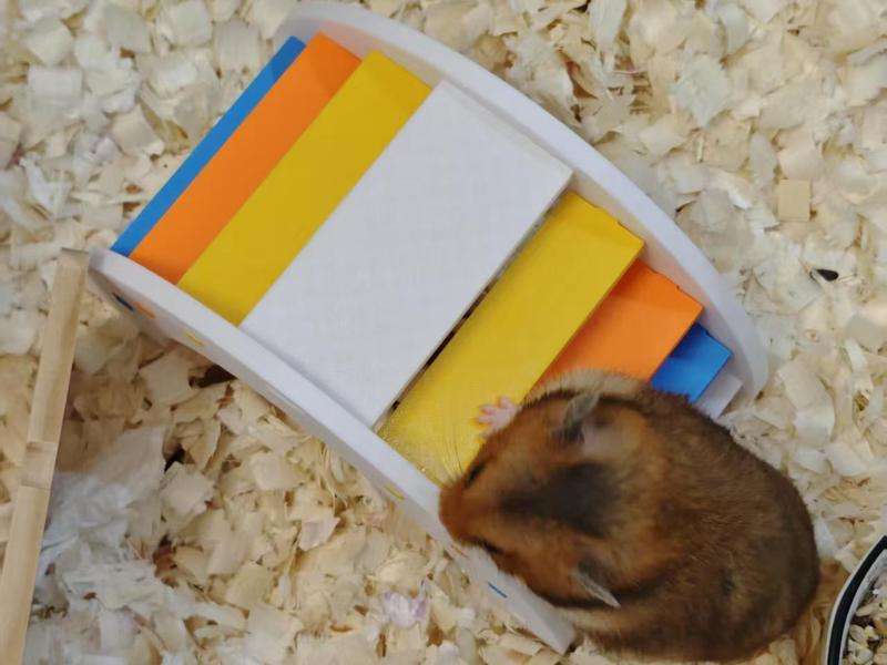 Hamster Rainbow Bridge