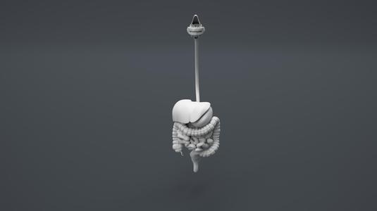 Human Digestion Structure ( Educational Prints )